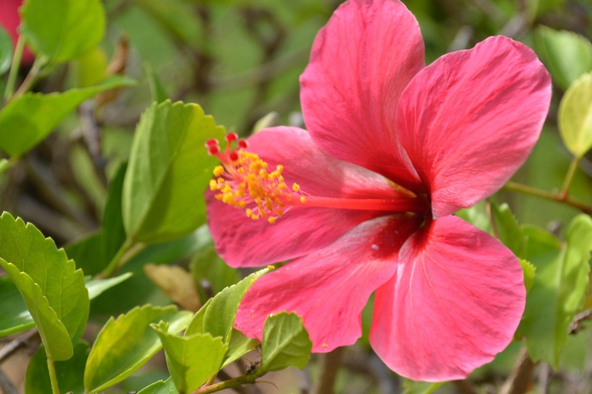 Pipa Beleza - Chales Particulares Praia de Pipa ภายนอก รูปภาพ